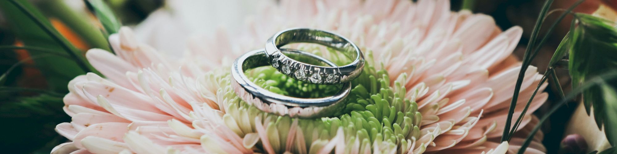 Two silver rings resting on a pink flower, surrounded by green foliage and blurred petals in the background.